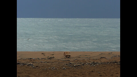 Fighting Covid on the island of Kauai