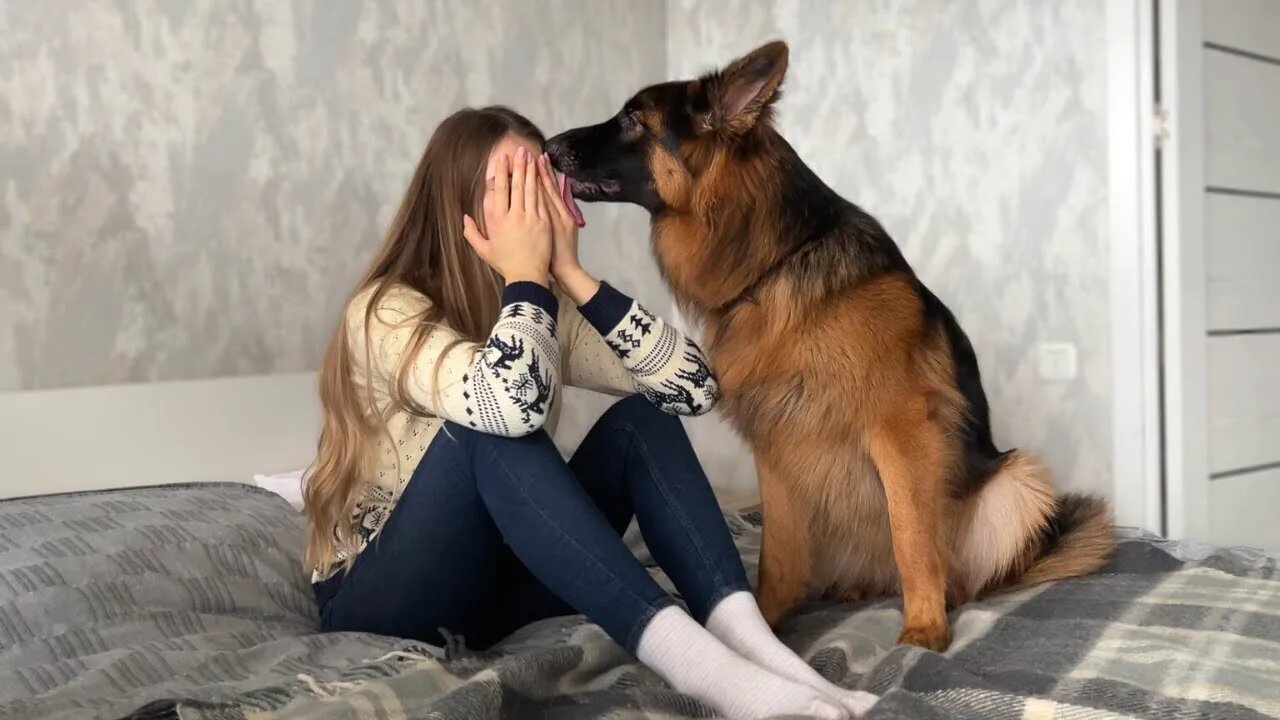 German Shepherd Puppy Reacts to Me Crying