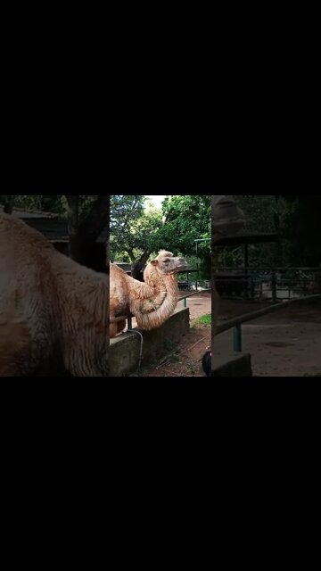 Feeding a Camel. 😊