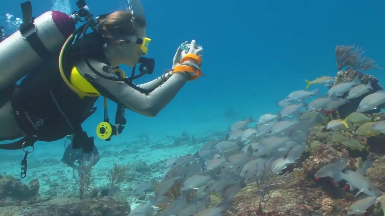 Top 10 Strange Sea Creatures You Ever Seen