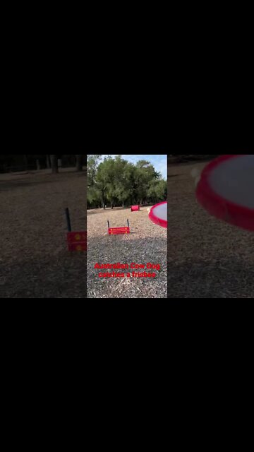 #frisbee #shorts #fitness #fitnessmotivation #cowboys #workingdog At the park with my dogs