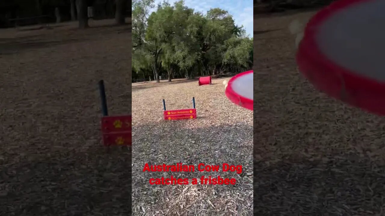 #frisbee #shorts #fitness #fitnessmotivation #cowboys #workingdog At the park with my dogs