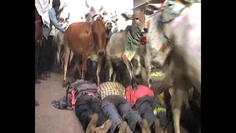 People Trampled By Cow Stampede