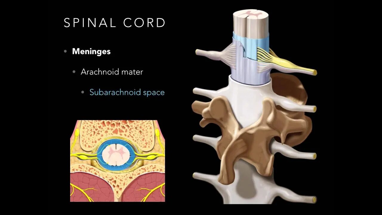 Spinal cord Meninges