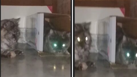 Funny Cats.Max and Kitty