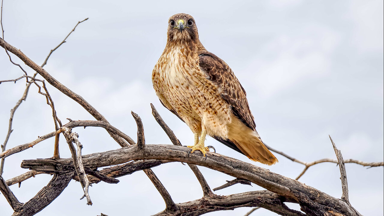 Regal Red-tailed Hawk