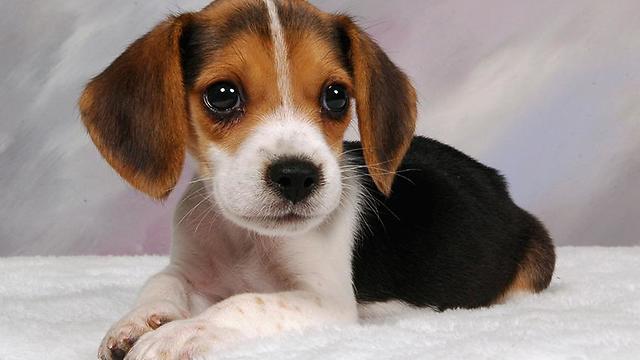 beagle pups : day 23 see parsley play