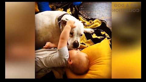 Dog playing with baby child. It is so cute that it will make your day lovely.🥰🥰