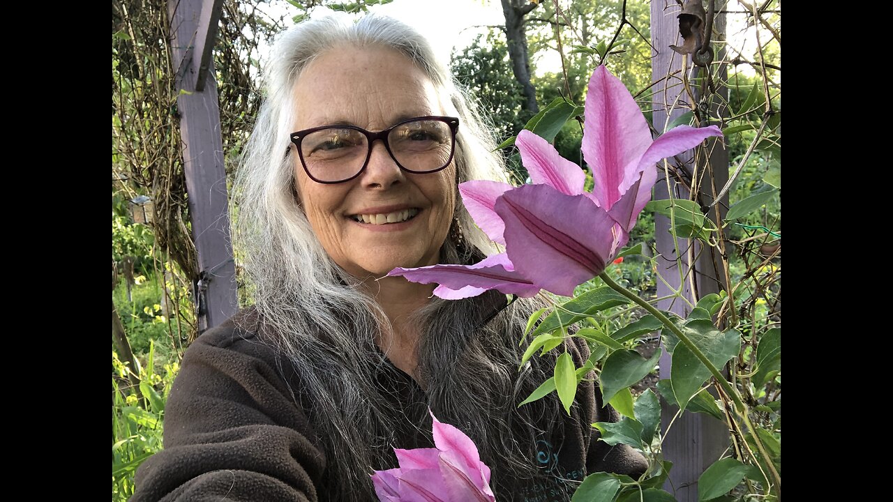 Clematis flowers showing off 🌸🌱 Musing about mid-Spring's potentially Supportive Qualities💚🌱🌿🙌