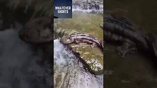 Giant salamanders travelling together #shorts #reptiles #animals #giant