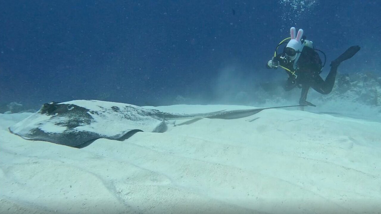 Scuba diver wears cool Easter bunny diving mask in San Salvador, Bahamas