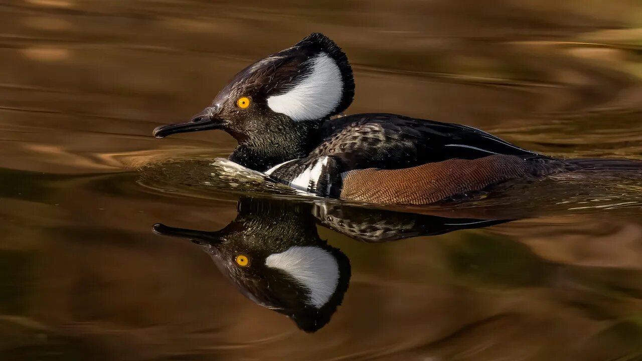 Smooth Merganser, Sony A1/Sony Alpha1, 4k