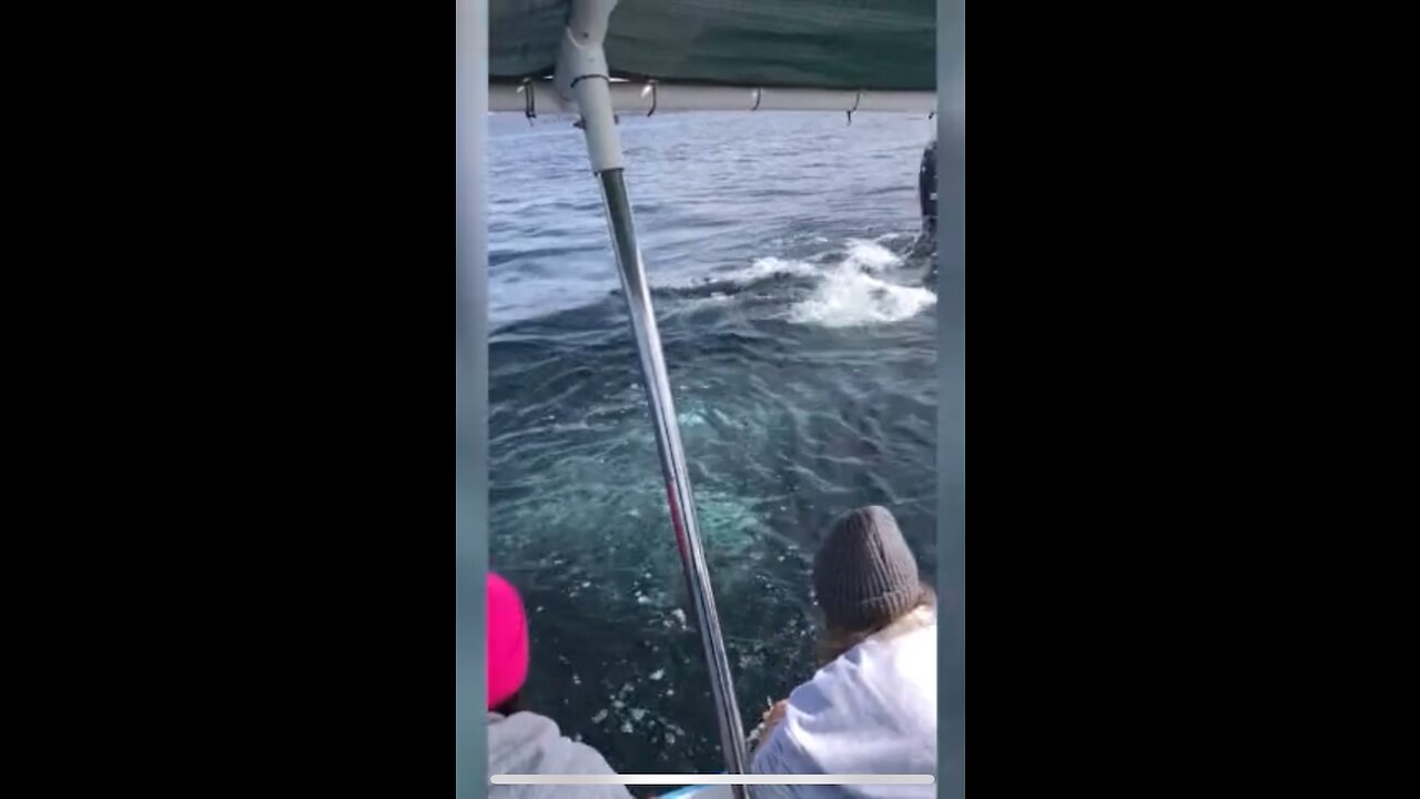 Grey whale 🐋 shows it Face to says Hello 👋