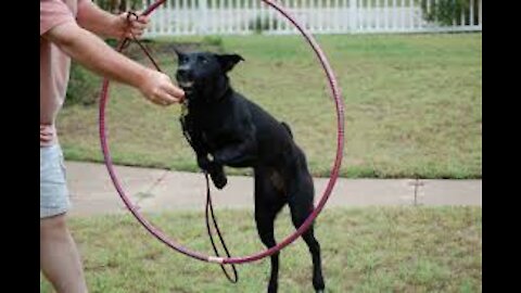 Extreme Training of DOG