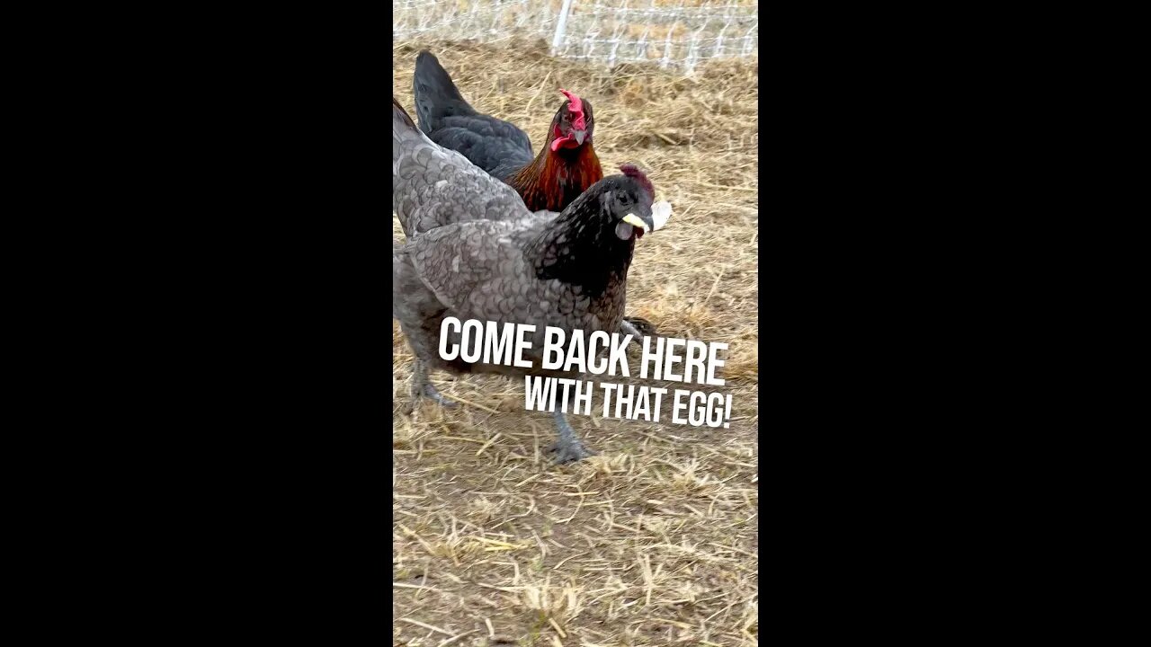 Come back here with that egg!