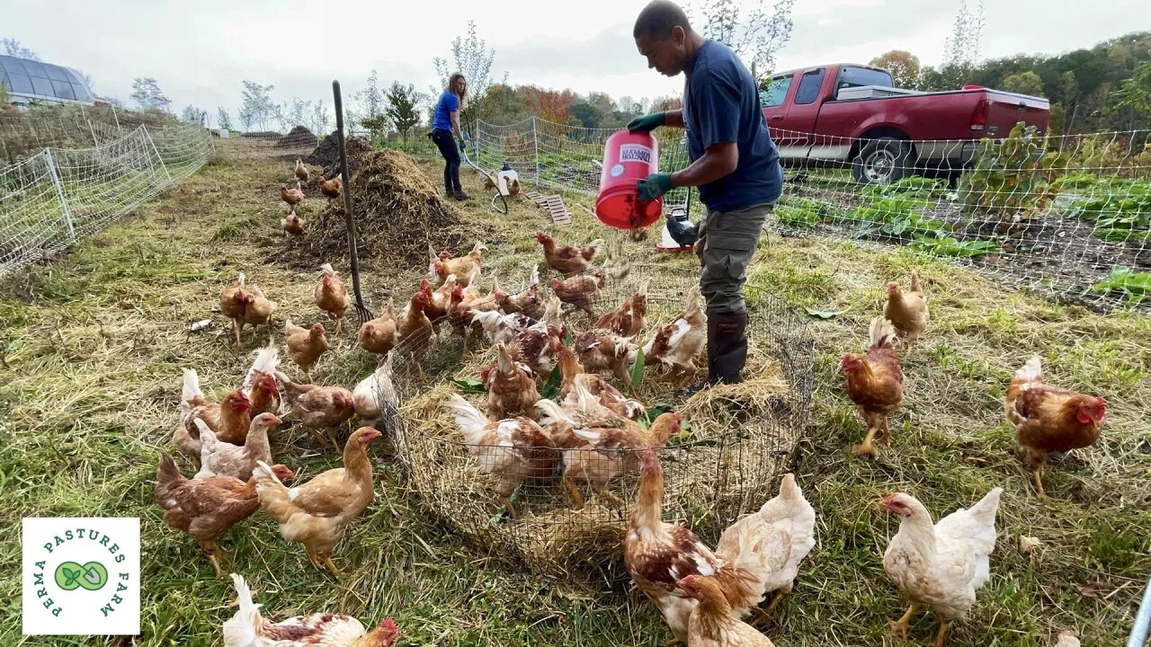 Preparing our Layer Flock for Transition