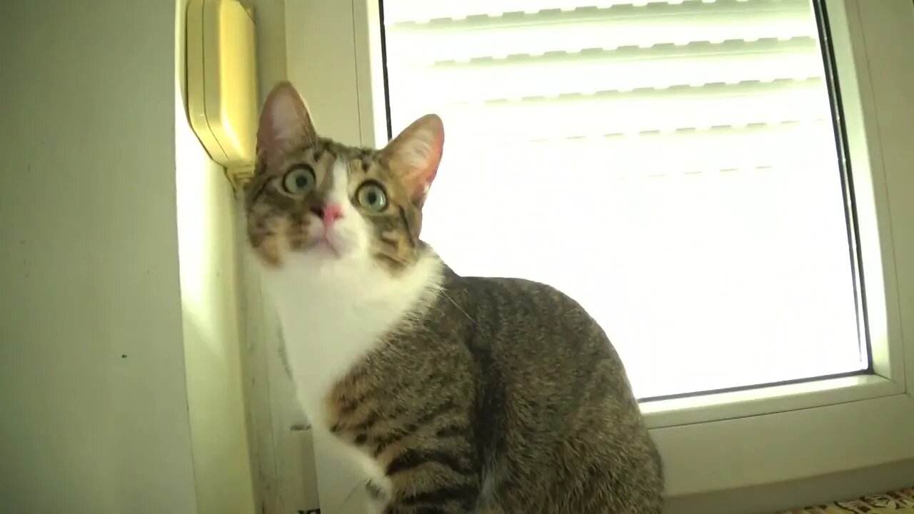 Funny Kitten Catches the Flying Feathers