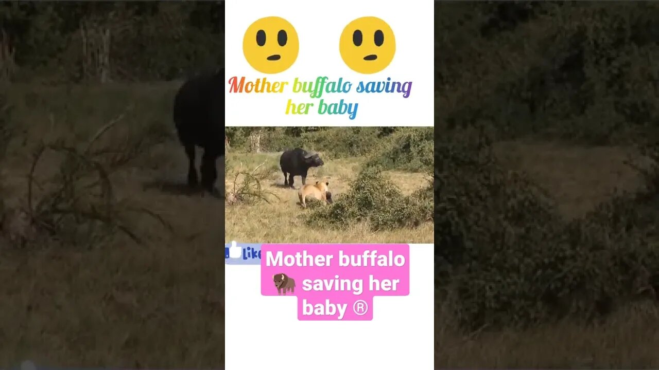 Mother buffalo 🦬 saving her baby ®#shorts #shortsfeed #youtubeshorts