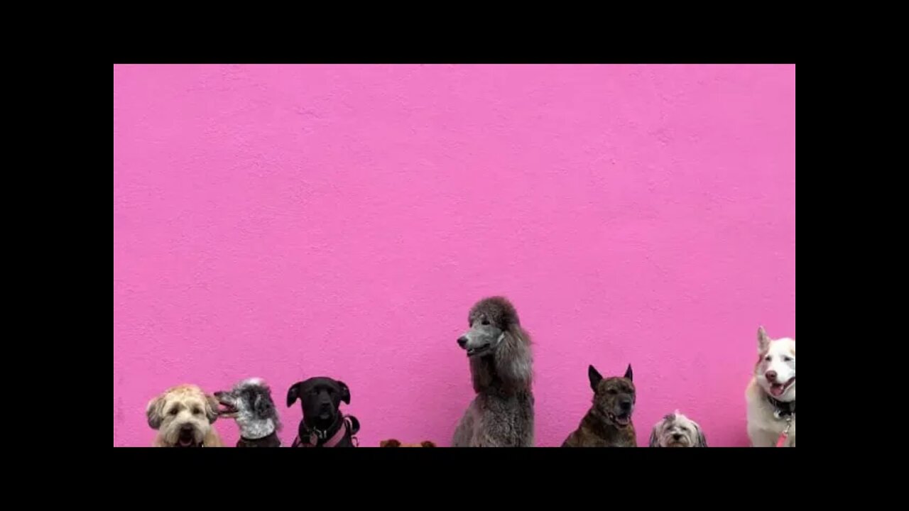 awesome puppy videos and try not laughing