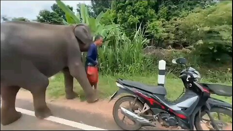 “You’re not going anywhere, buddy!” `Worth every adorable second.😍🐘`