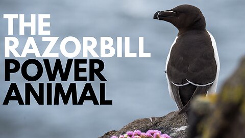 Razorbill Power Animal
