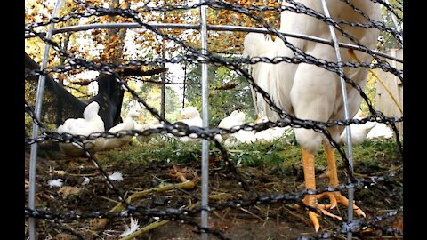 Rooster Legs and Ducks