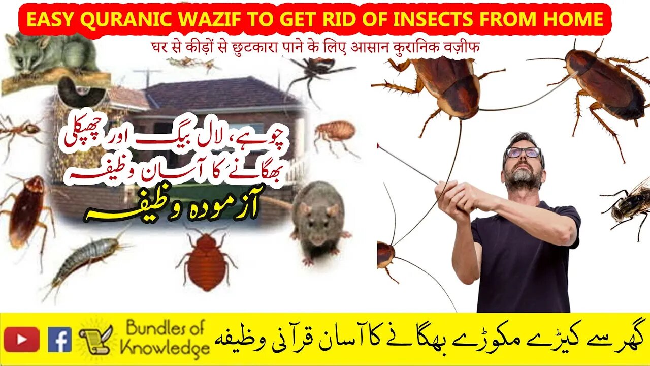 گھر سے کیڑے مکوڑے بھگانے کا آسان قرآنی وظیفہ | Easy Quranic Wazif to get rid of insects from home