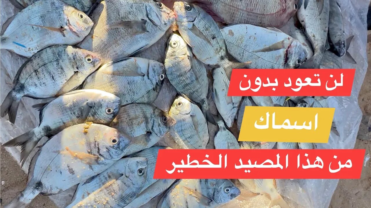 اصطدنا كمية كبيرة من السمك في مصيد عالمي باستعمال طعم العكريش الفتاك🐟🐟🎣🇲🇦