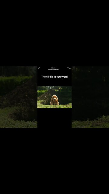 Dogs have a natural instinct to dig