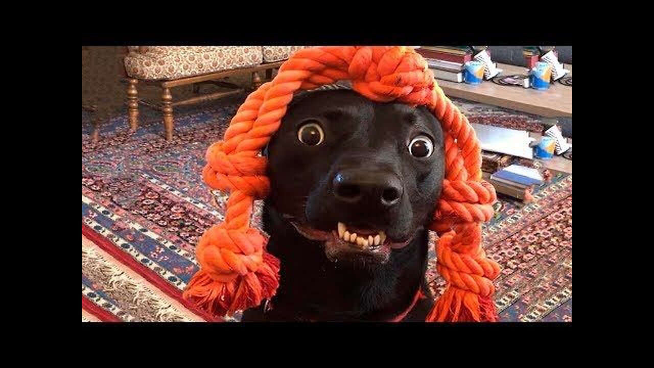 Funny Dogs And Cats Videos 2024 😅 - Best Funniest Animal Videos Of The week #6