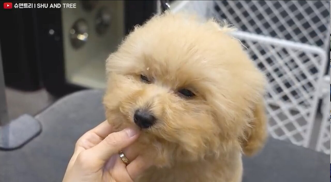 Baby Poodle First Grooming