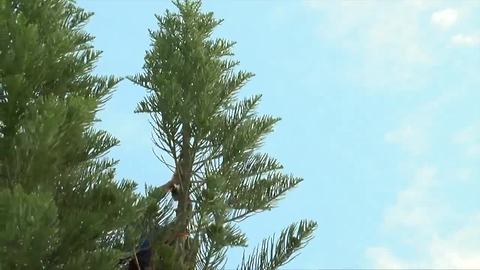 Cat rescued from tall tree