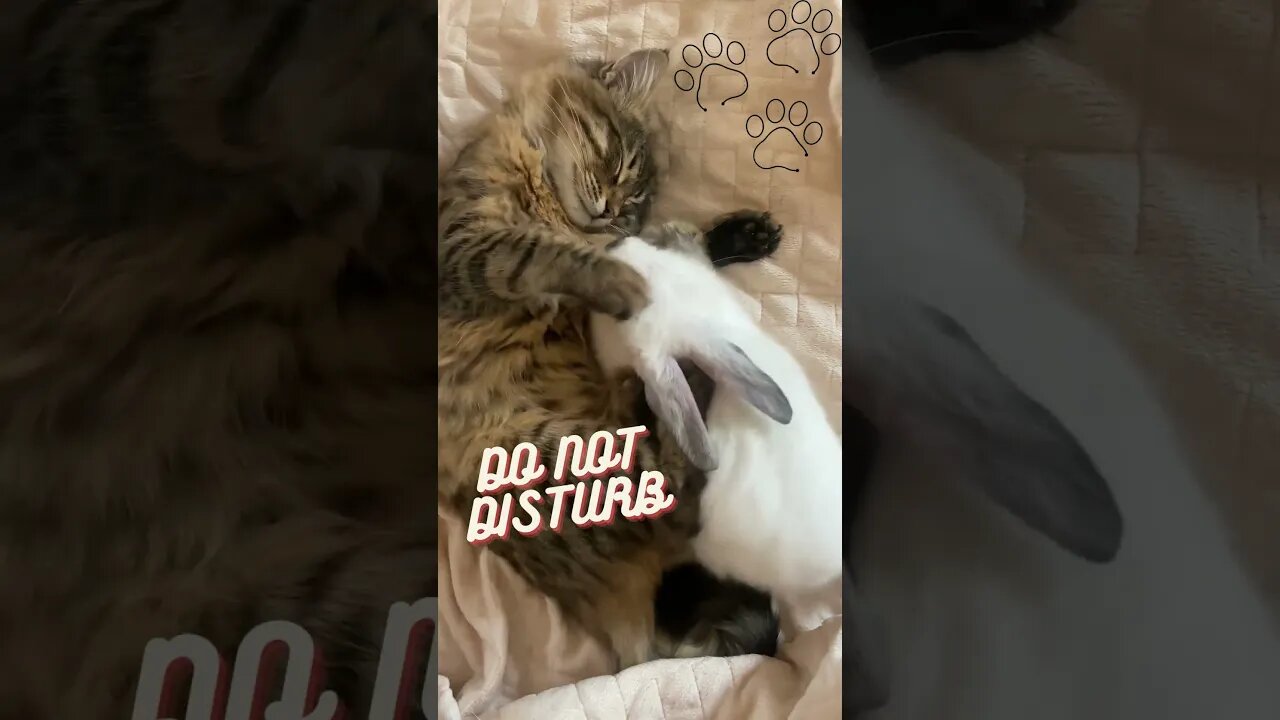 🐈Cat Video🐈Cat Sleeping🐈#shorts #cat
