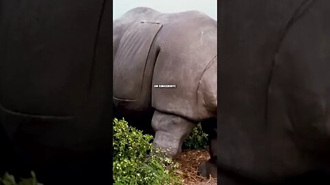 É ASSIM QUE O RHINO APARECERÁ EM HOMEM-ARANHA