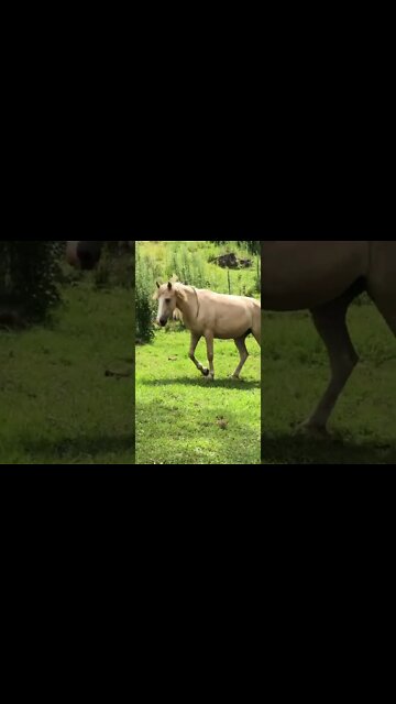 Palomino brumby comes to visit