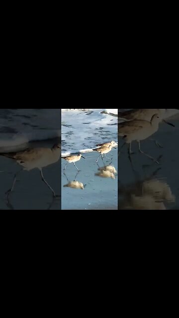 Mondays Early Birds! Up & At ‘Em! #shorts