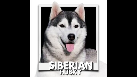 Siberian Husky: try not to laugh