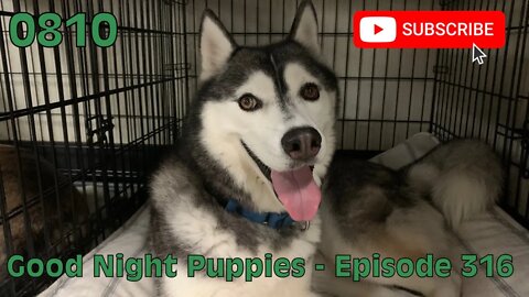[0810] GOOD NIGHT PUPPIES - EPISODE 316 [#dogs #doggos #doggies #puppies #dogdaycare]