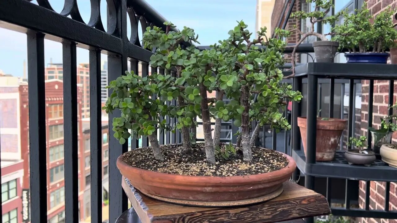 A quick look at my mini jade (portulacaria afra) bonsai forest