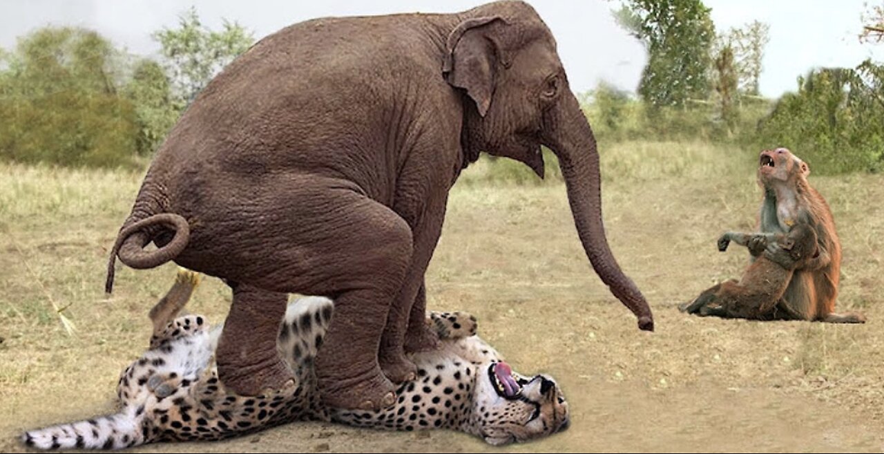 Herd Of Elephants Rescues Baby Monkey From Leopard Hunting - Elephant vs Lion, Rhino, Crocodile