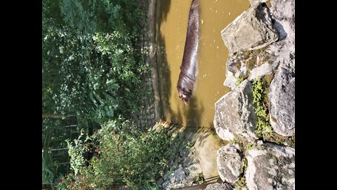 Zoo in São Paulo, Brazil