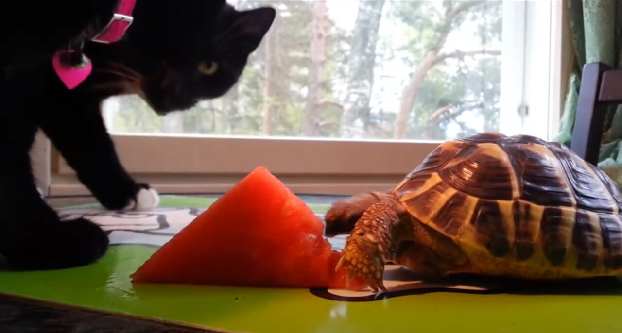 Cat, turtle and other animals eating watermelon cute animals videos 2021