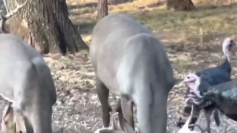 Watching Giant Deer Antlers Grow! October 1st-7