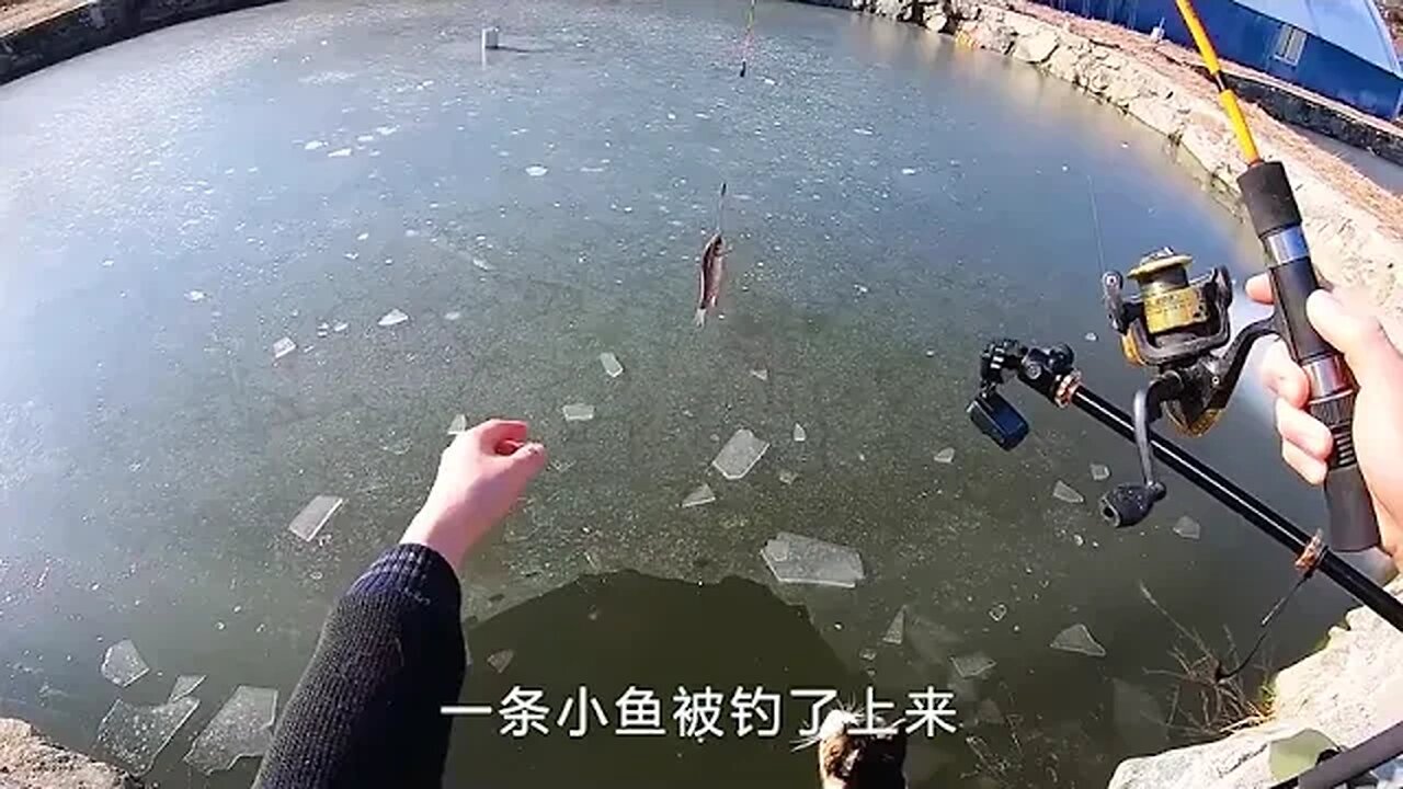 Kitten found fish under the ice, show MOE for humans, this yes IQ do