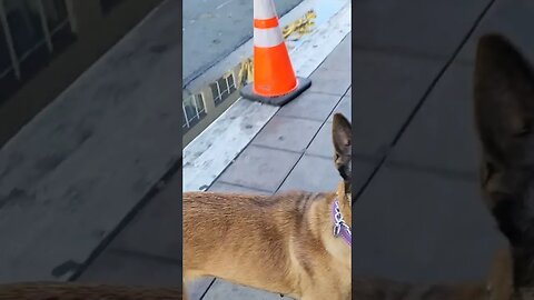 Fetch In The City!