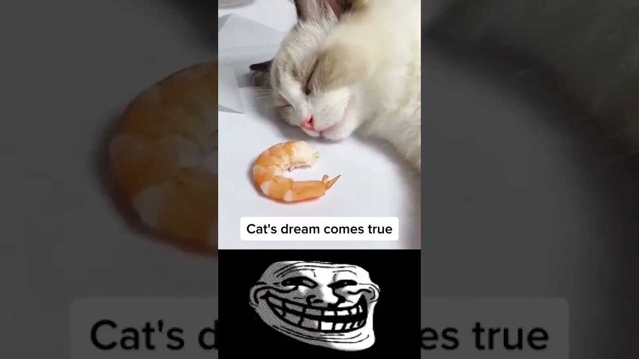 Cat's Dream Comes True 😍 Cute cats - Try not to Laugh #shorts