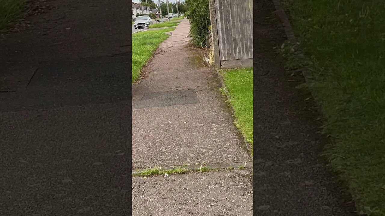 Bird 🦅 on the path #veiws_viral_video_subscribers_grow