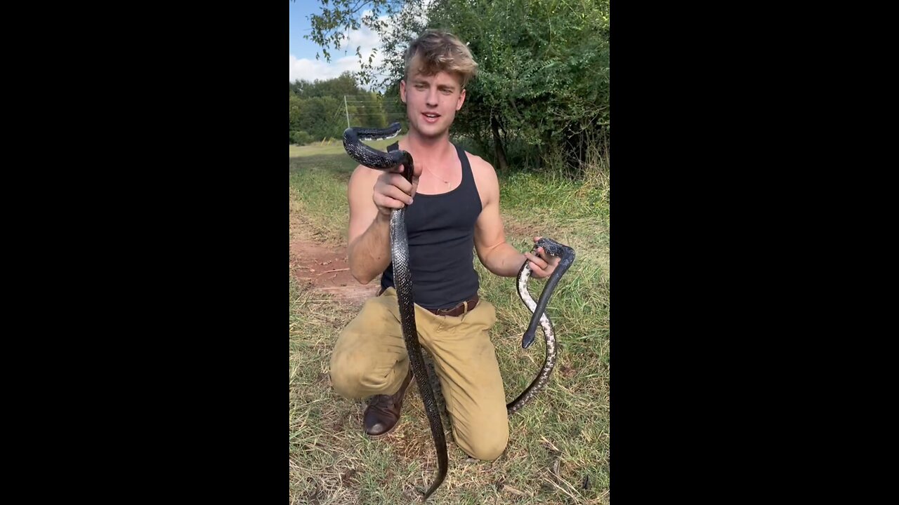 15 feet of ratsnakes