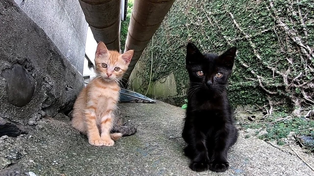 kittens are happy with mom