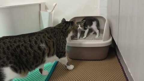 The Rescued Kitten Shows His Power to the Big Cat with a Punch#shorts